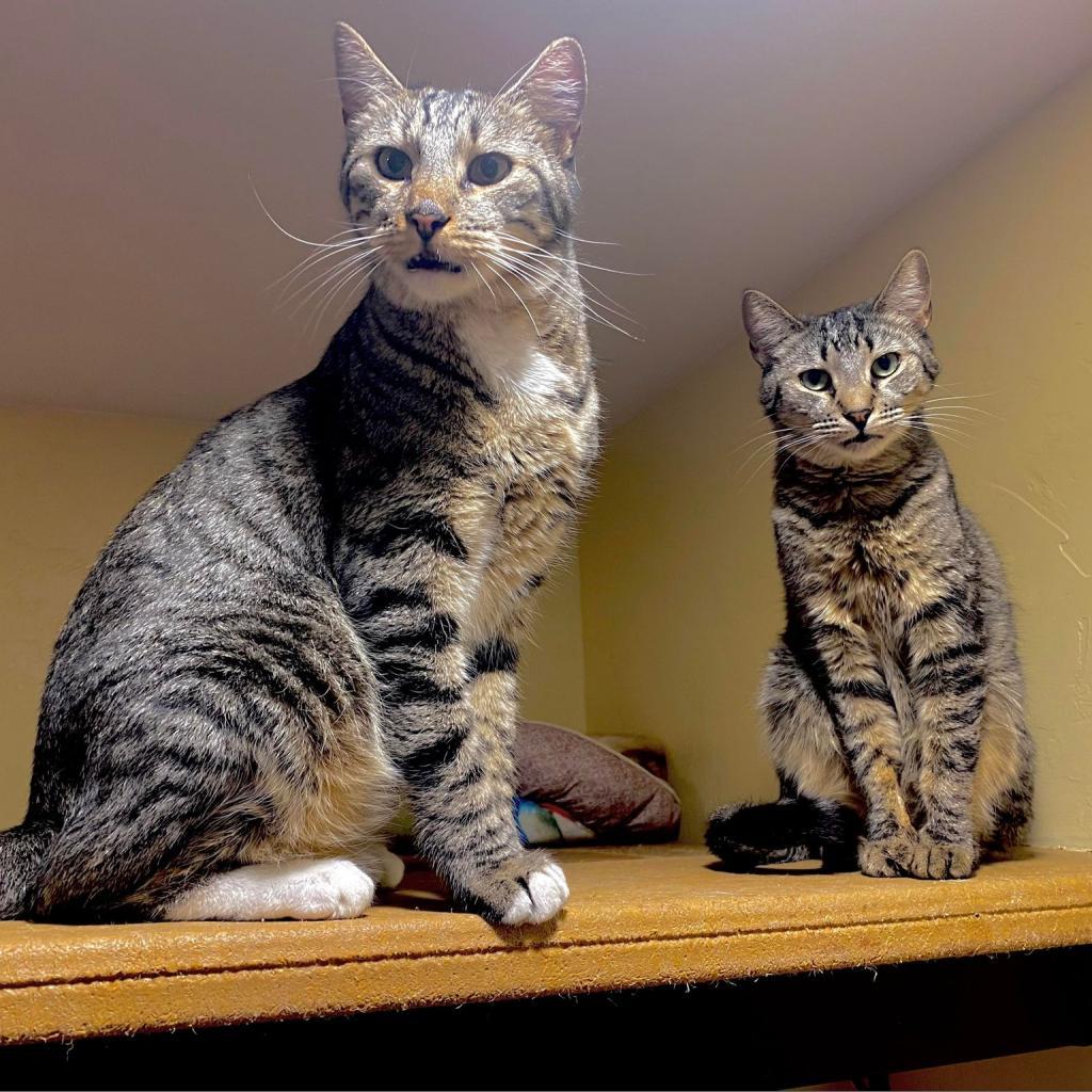 Nami, an adoptable Domestic Short Hair in Tucson, AZ, 85711 | Photo Image 3