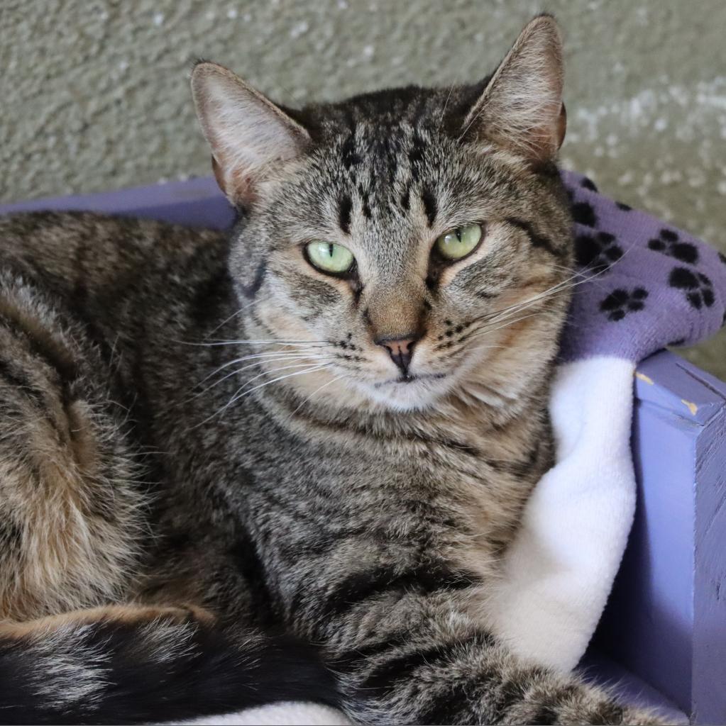 Nami, an adoptable Domestic Short Hair in Tucson, AZ, 85711 | Photo Image 4
