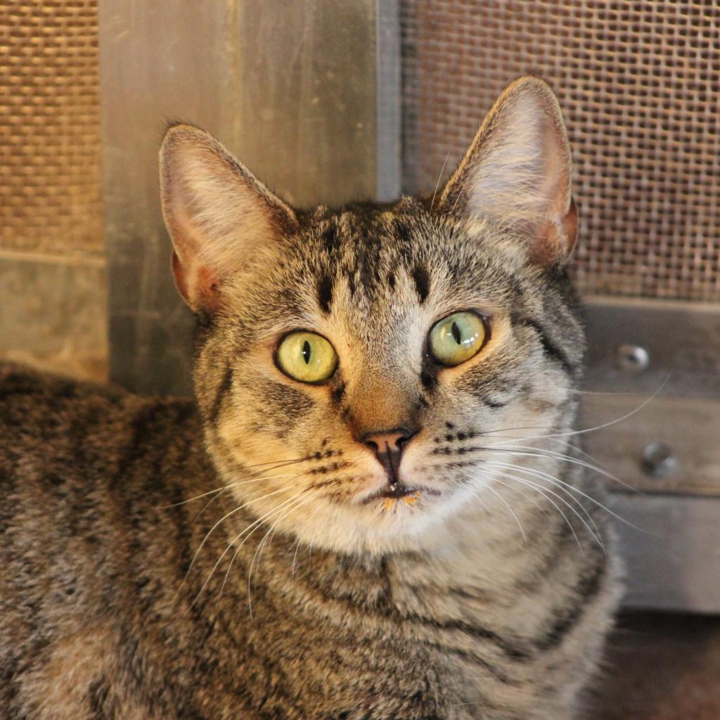 Nami, an adoptable Domestic Short Hair in Tucson, AZ, 85711 | Photo Image 5