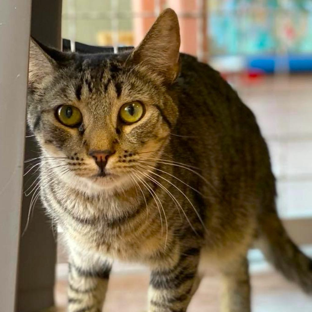 Nami, an adoptable Domestic Short Hair in Tucson, AZ, 85711 | Photo Image 6