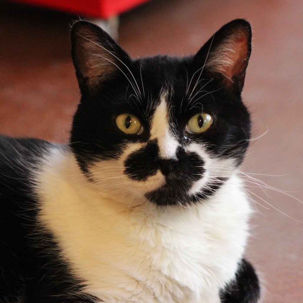 Koru, an adoptable Domestic Short Hair in Tucson, AZ, 85711 | Photo Image 1