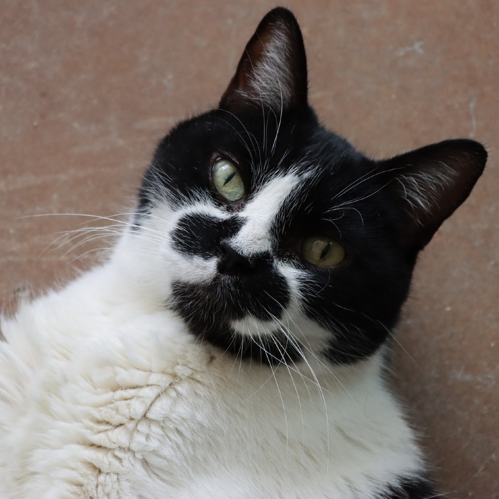 Koru, an adoptable Domestic Short Hair in Tucson, AZ, 85711 | Photo Image 1