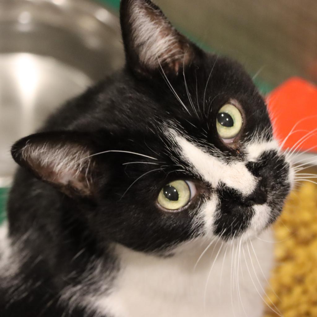 Koru, an adoptable Domestic Short Hair in Tucson, AZ, 85711 | Photo Image 2