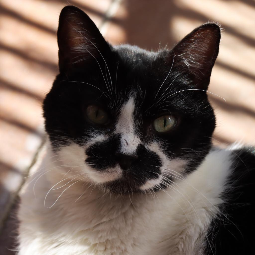 Koru, an adoptable Domestic Short Hair in Tucson, AZ, 85711 | Photo Image 3