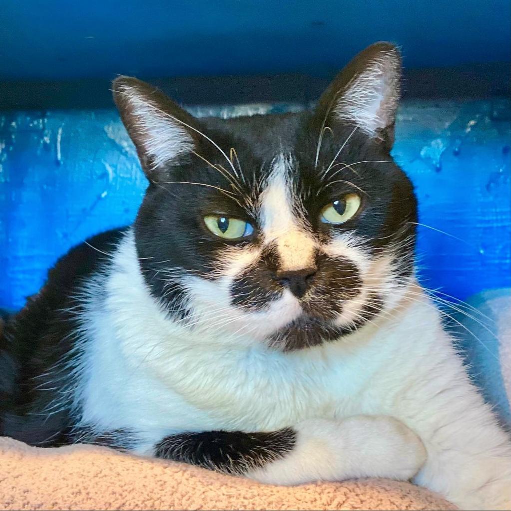 Koru, an adoptable Domestic Short Hair in Tucson, AZ, 85711 | Photo Image 5