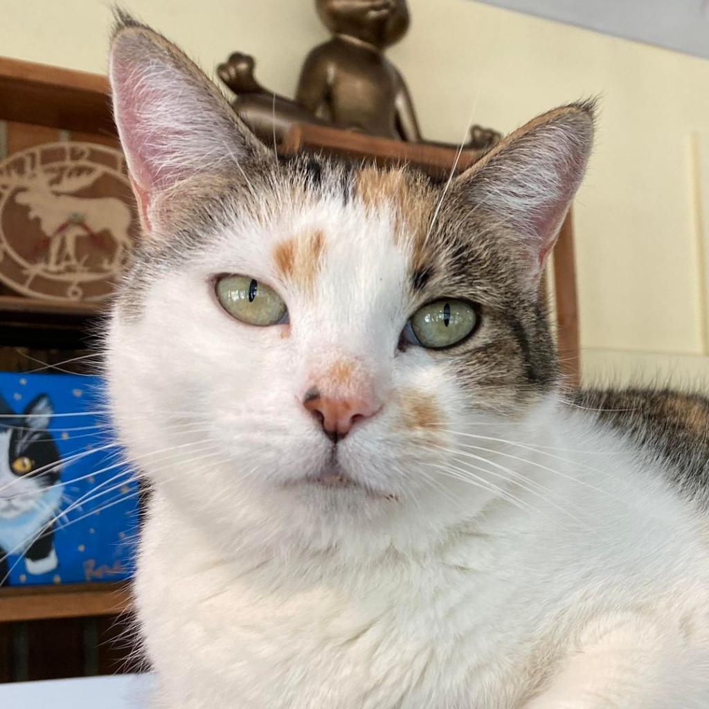 Lavelle, an adoptable Domestic Short Hair in Tucson, AZ, 85711 | Photo Image 1