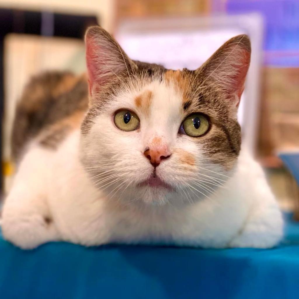 Lavelle, an adoptable Domestic Short Hair in Tucson, AZ, 85711 | Photo Image 2