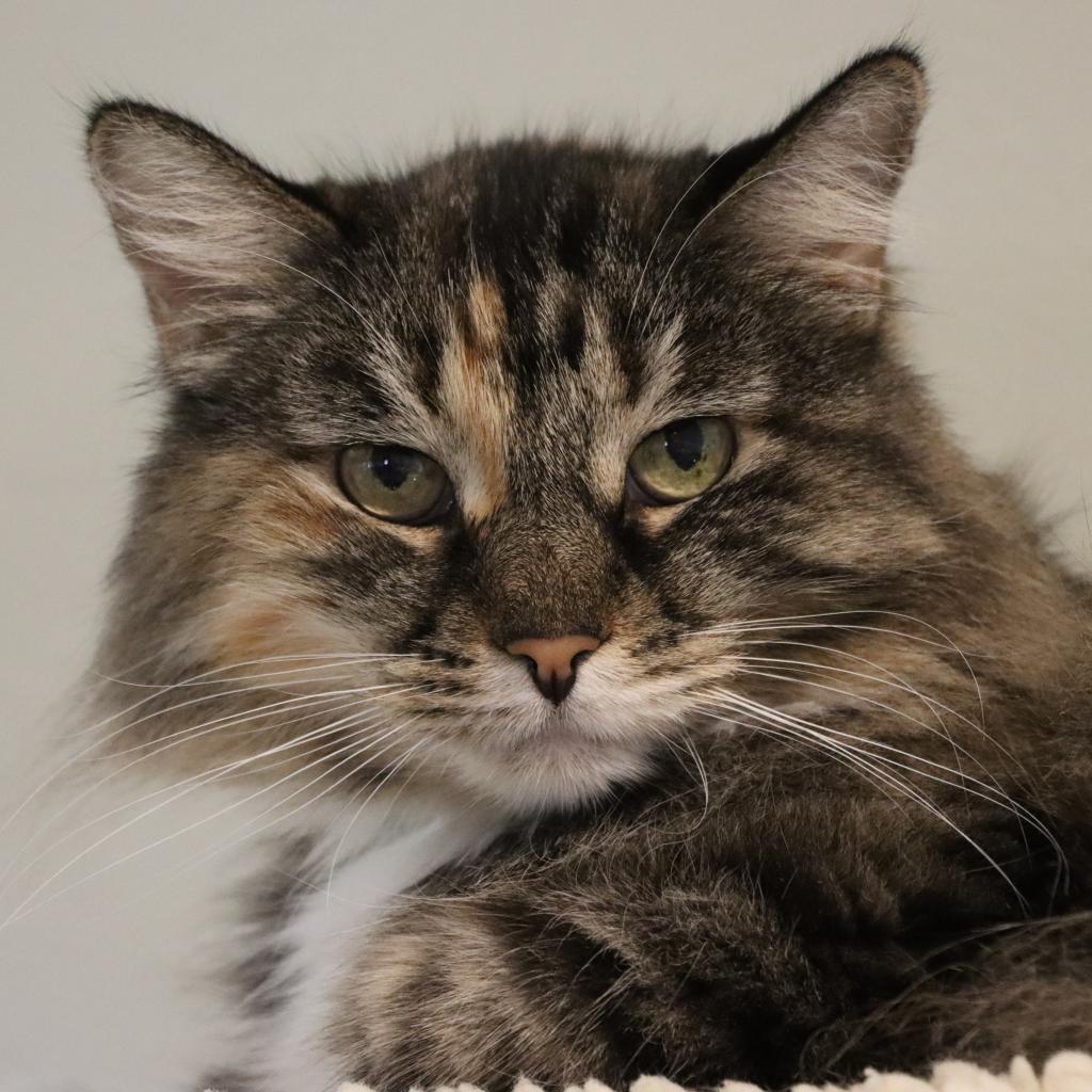 Sarai, an adoptable Domestic Long Hair in Tucson, AZ, 85711 | Photo Image 1