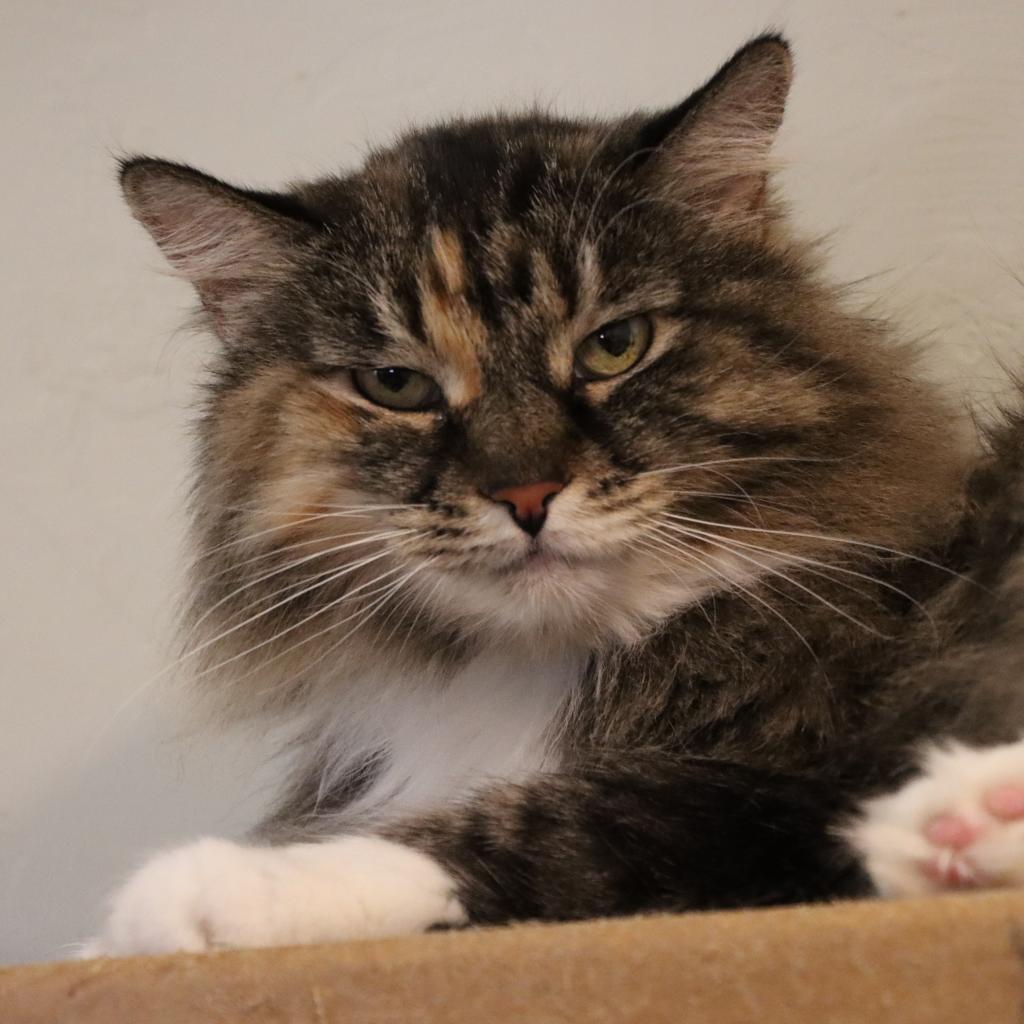 Sarai, an adoptable Domestic Long Hair in Tucson, AZ, 85711 | Photo Image 2