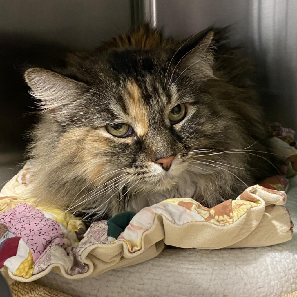 Sarai, an adoptable Domestic Long Hair in Tucson, AZ, 85711 | Photo Image 3