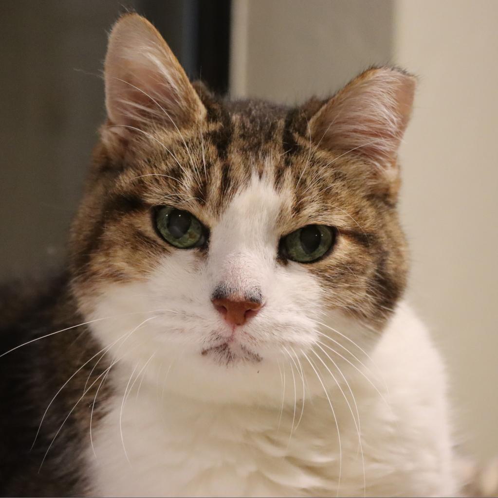 Aloysius, an adoptable Domestic Short Hair in Tucson, AZ, 85711 | Photo Image 1