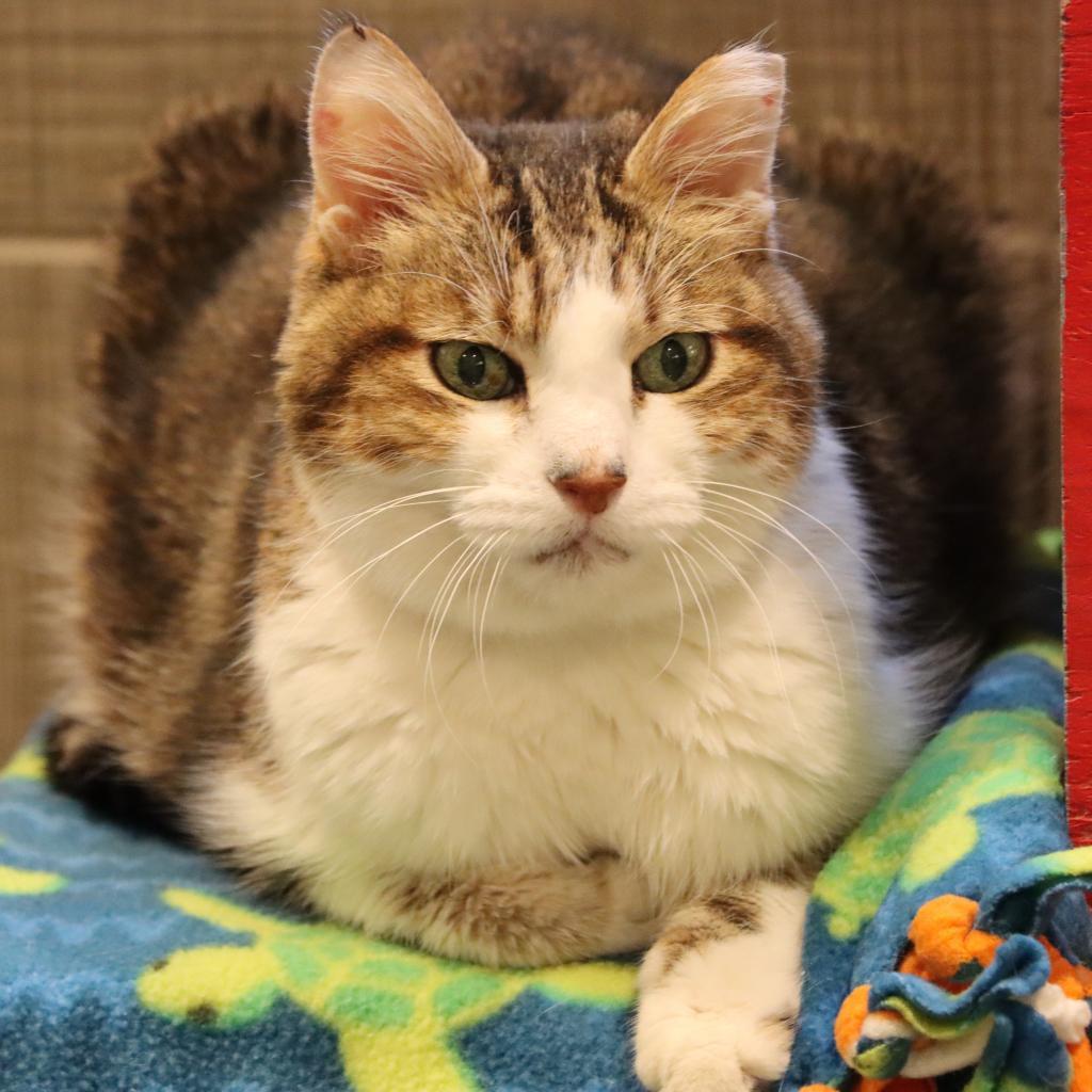 Aloysius, an adoptable Domestic Short Hair in Tucson, AZ, 85711 | Photo Image 3