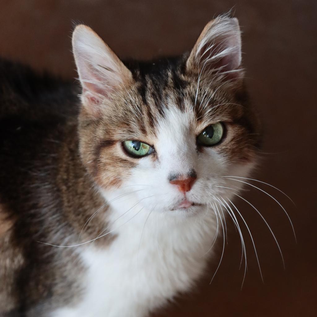 Aloysius, an adoptable Domestic Short Hair in Tucson, AZ, 85711 | Photo Image 4