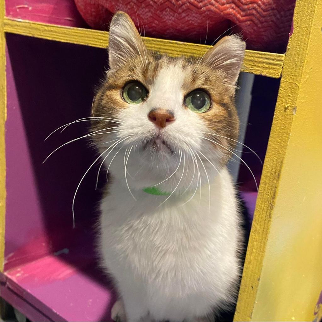 Aloysius, an adoptable Domestic Short Hair in Tucson, AZ, 85711 | Photo Image 5