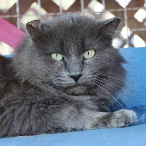 Bender, an adoptable Domestic Medium Hair in Tucson, AZ, 85711 | Photo Image 1