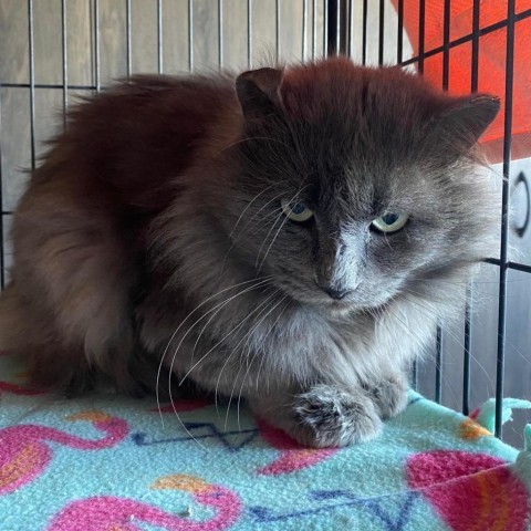 Bender, an adoptable Domestic Medium Hair in Tucson, AZ, 85711 | Photo Image 2