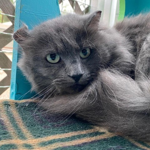 Bender, an adoptable Domestic Medium Hair in Tucson, AZ, 85711 | Photo Image 3