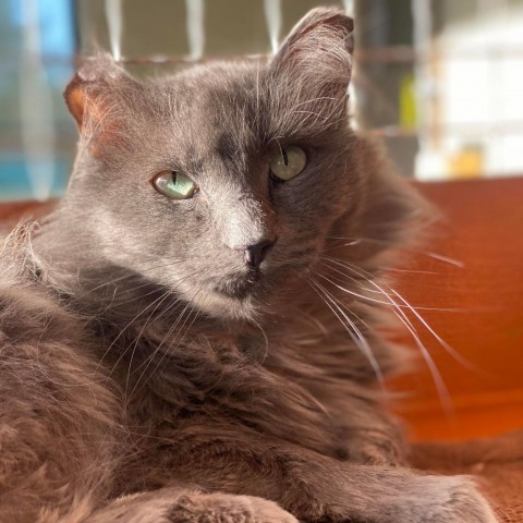 Bender, an adoptable Domestic Medium Hair in Tucson, AZ, 85711 | Photo Image 4