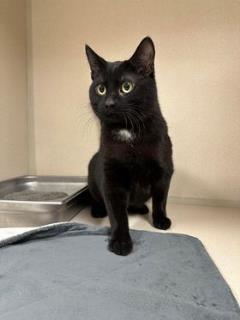 Chance, an adoptable Domestic Short Hair in Cheboygan, MI, 49721 | Photo Image 1