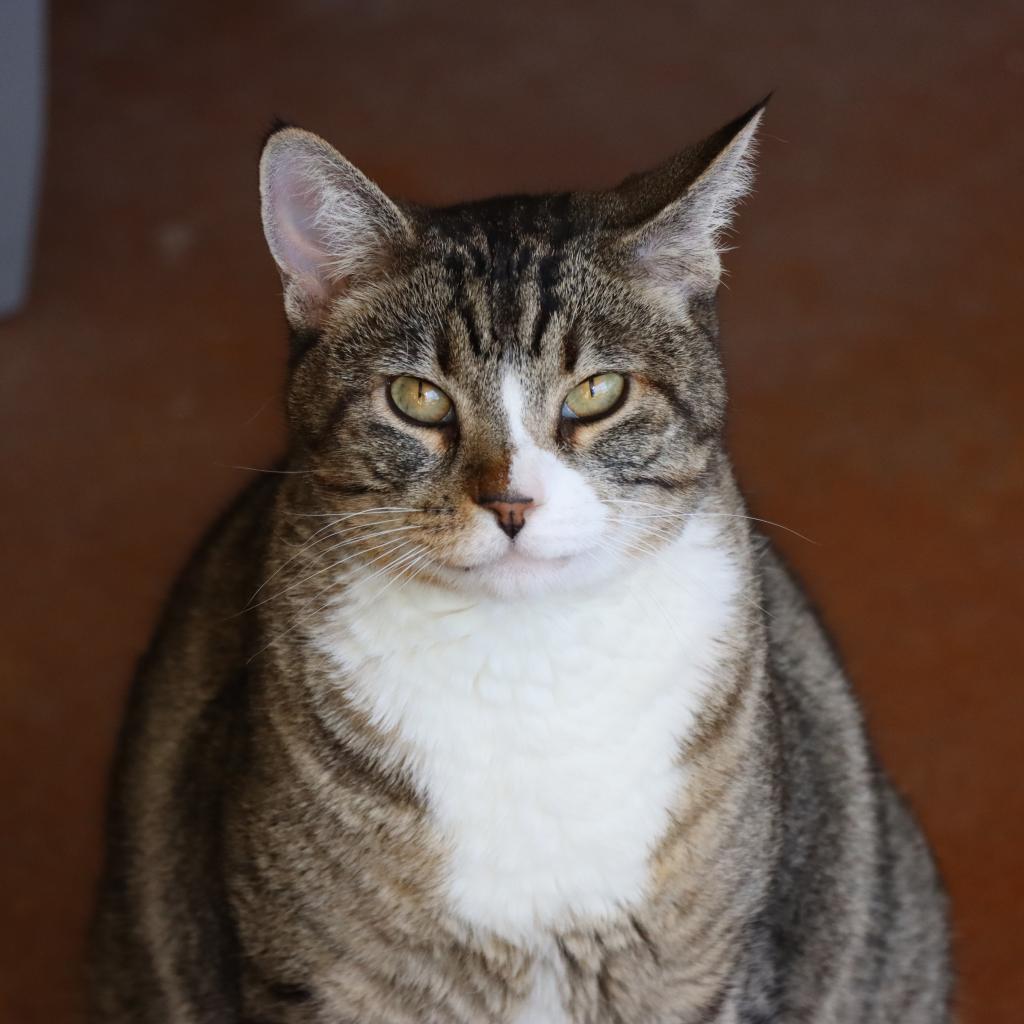 Dyamond, an adoptable Domestic Short Hair in Tucson, AZ, 85711 | Photo Image 1