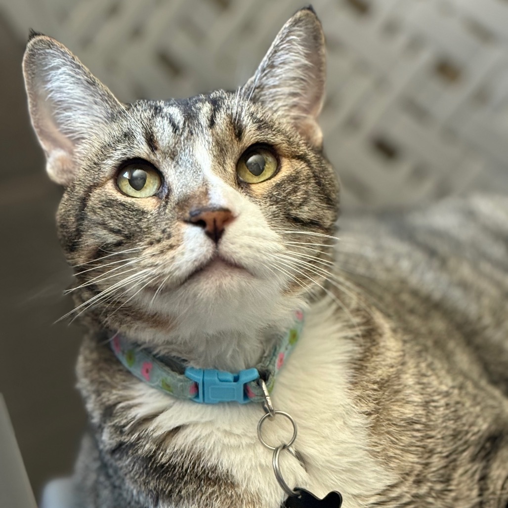 Dyamond, an adoptable Domestic Short Hair in Tucson, AZ, 85711 | Photo Image 1