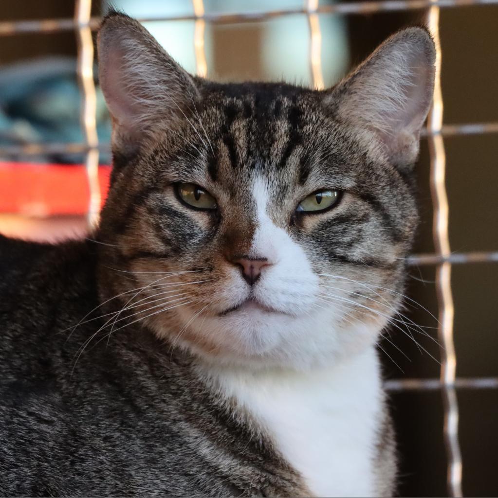 Dyamond, an adoptable Domestic Short Hair in Tucson, AZ, 85711 | Photo Image 3