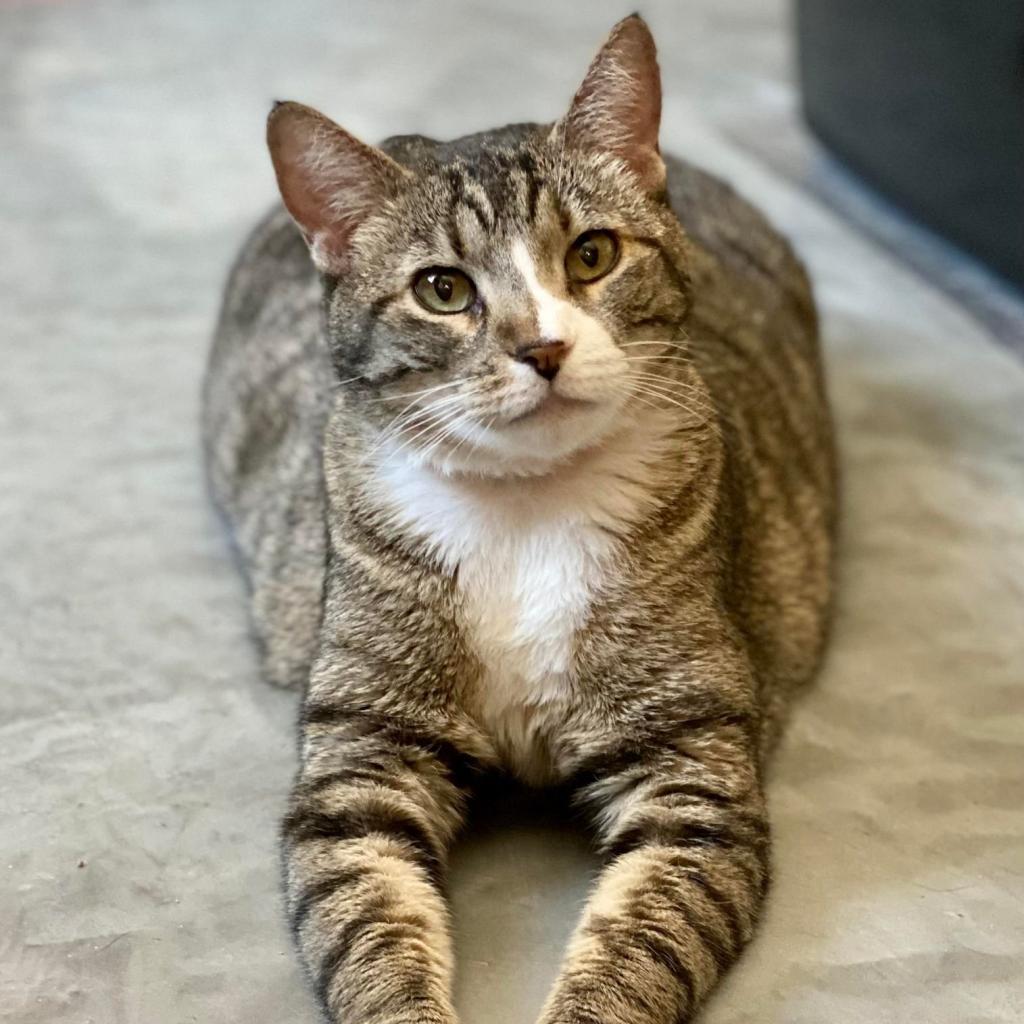 Dyamond, an adoptable Domestic Short Hair in Tucson, AZ, 85711 | Photo Image 4