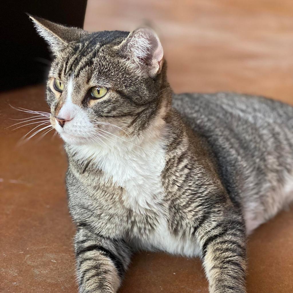 Dyamond, an adoptable Domestic Short Hair in Tucson, AZ, 85711 | Photo Image 4