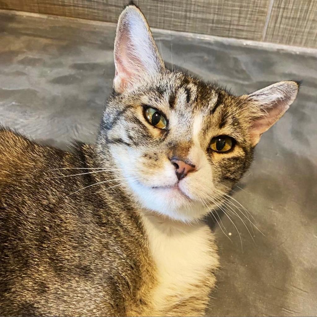 Dyamond, an adoptable Domestic Short Hair in Tucson, AZ, 85711 | Photo Image 6