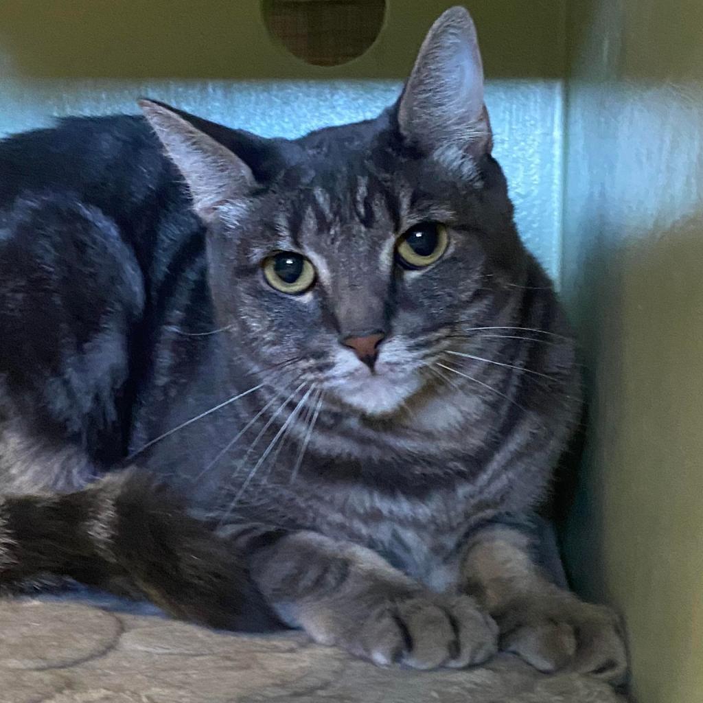 Vulcan, an adoptable Domestic Short Hair in Tucson, AZ, 85711 | Photo Image 1