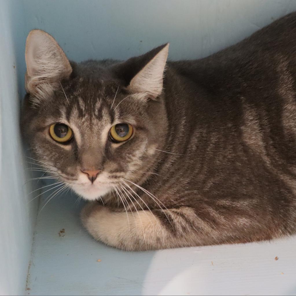 Vulcan, an adoptable Domestic Short Hair in Tucson, AZ, 85711 | Photo Image 2
