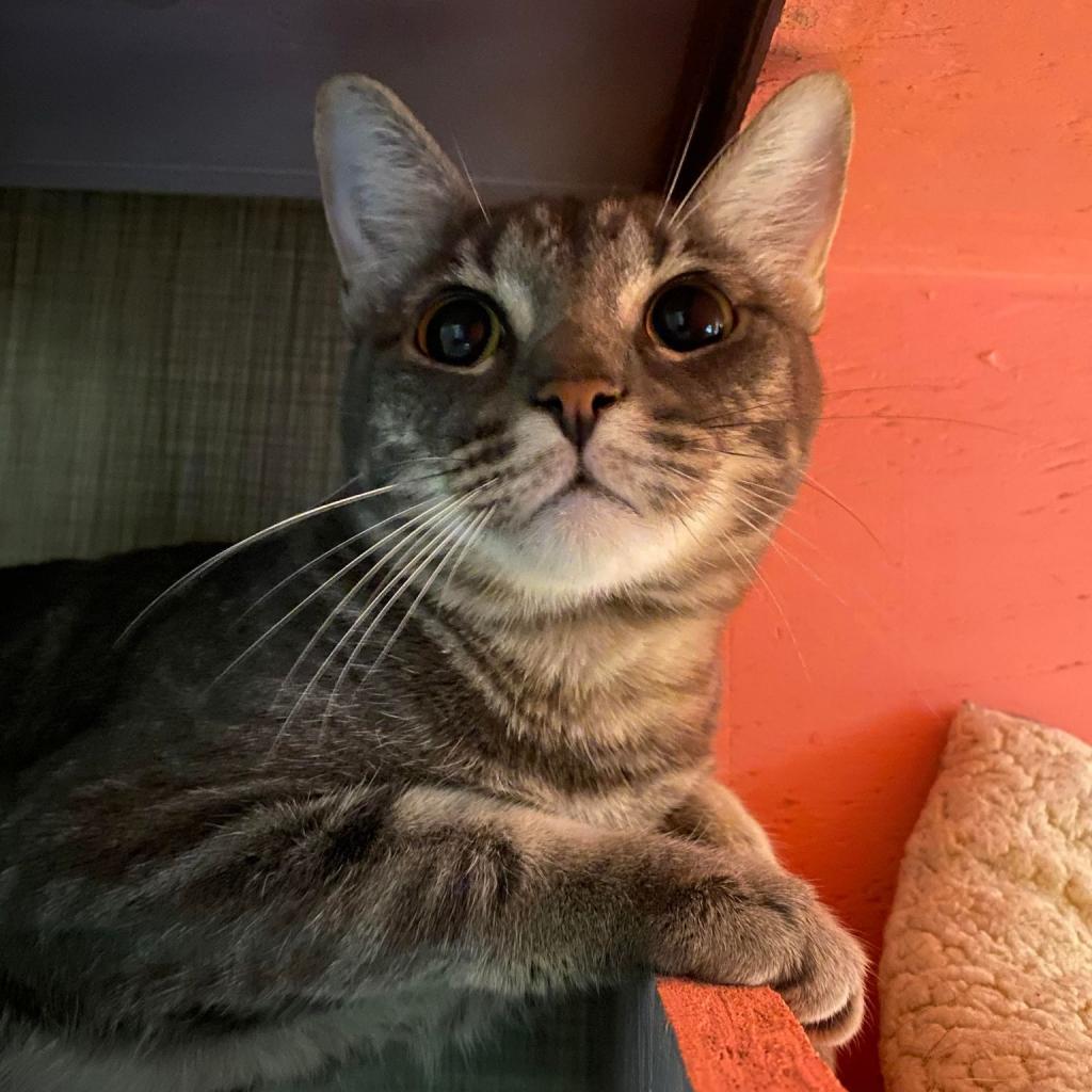 Vulcan, an adoptable Domestic Short Hair in Tucson, AZ, 85711 | Photo Image 3