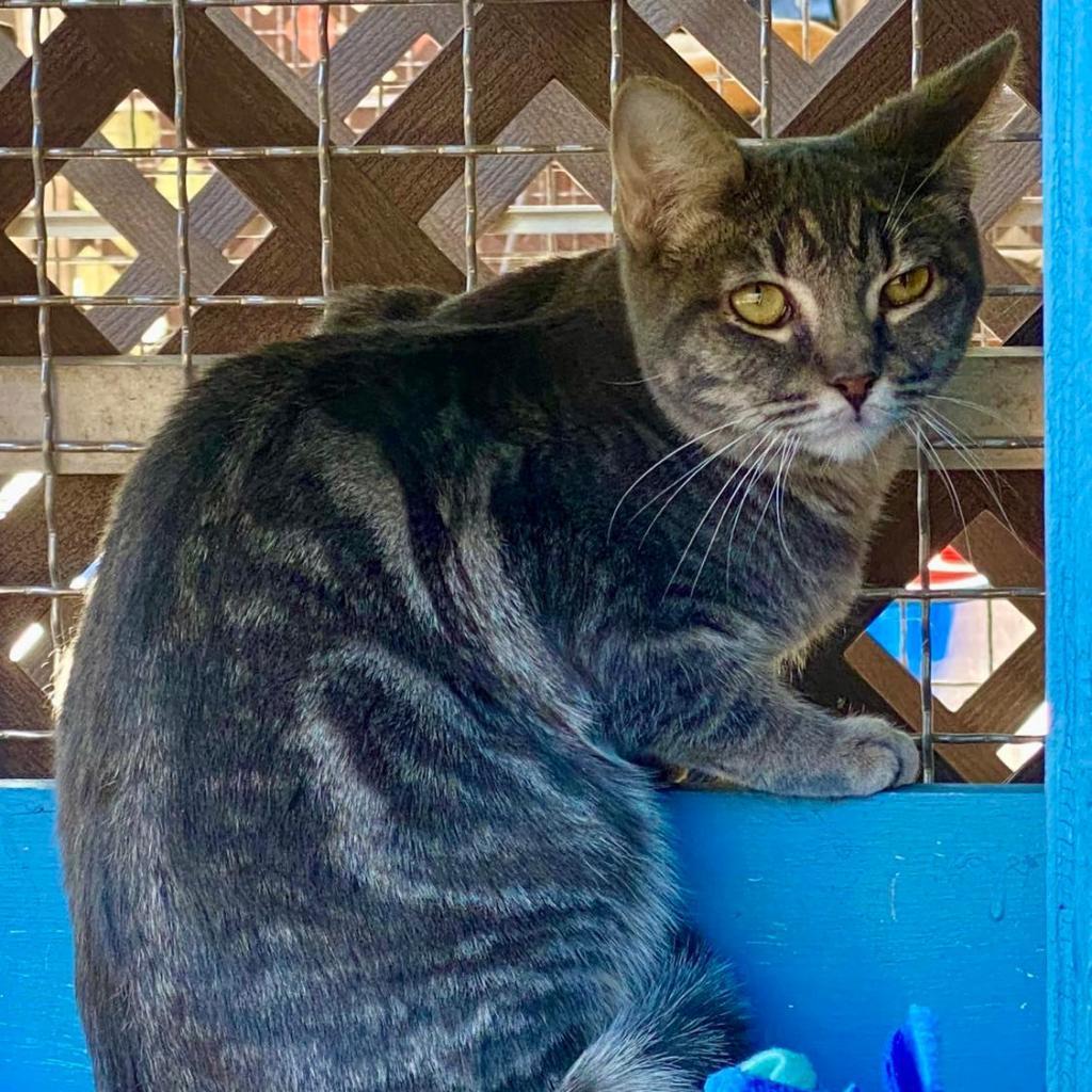 Vulcan, an adoptable Domestic Short Hair in Tucson, AZ, 85711 | Photo Image 4