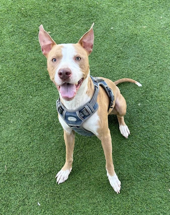 Richie, an adoptable Bull Terrier, Mixed Breed in Pittsfield, IL, 62363 | Photo Image 1