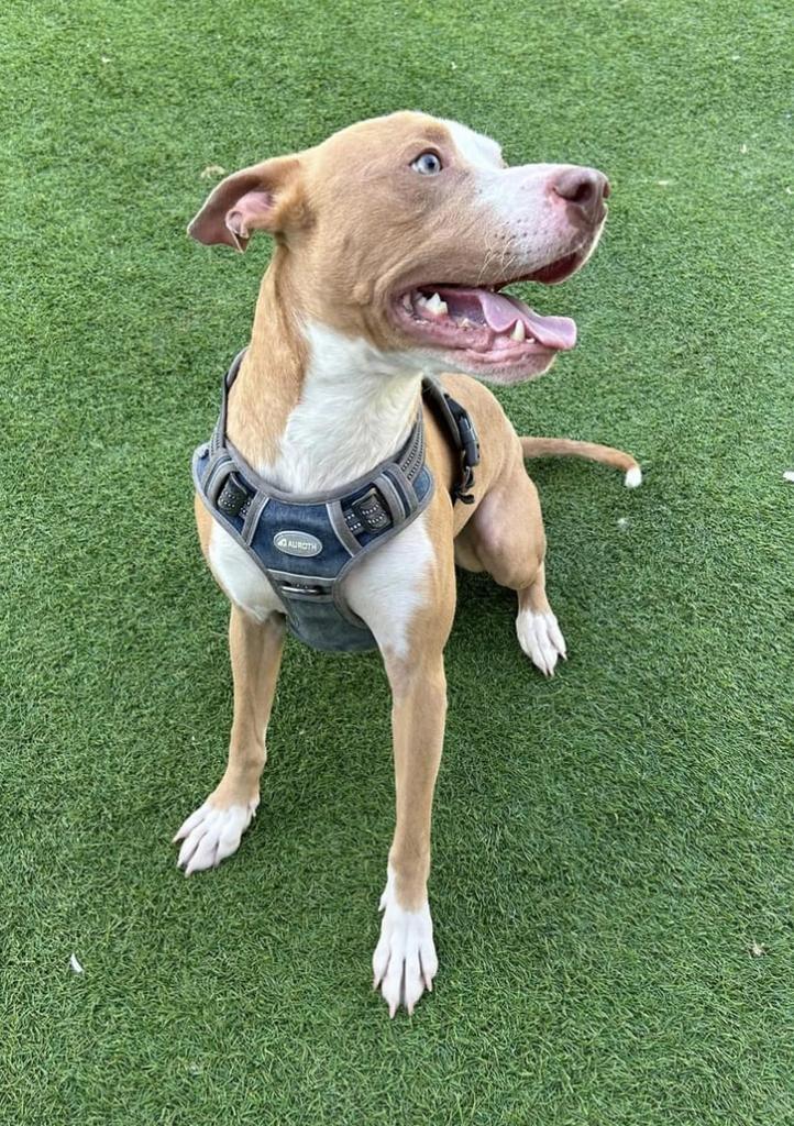 Richie, an adoptable Bull Terrier, Mixed Breed in Pittsfield, IL, 62363 | Photo Image 4