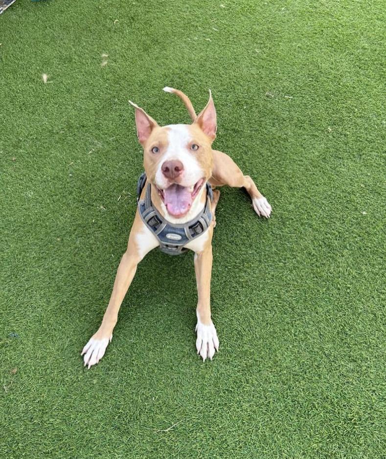 Richie, an adoptable Bull Terrier, Mixed Breed in Pittsfield, IL, 62363 | Photo Image 5