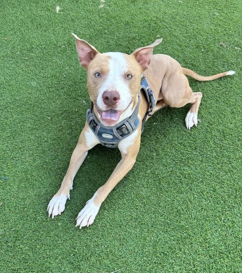 Richie, an adoptable Bull Terrier, Mixed Breed in Pittsfield, IL, 62363 | Photo Image 6