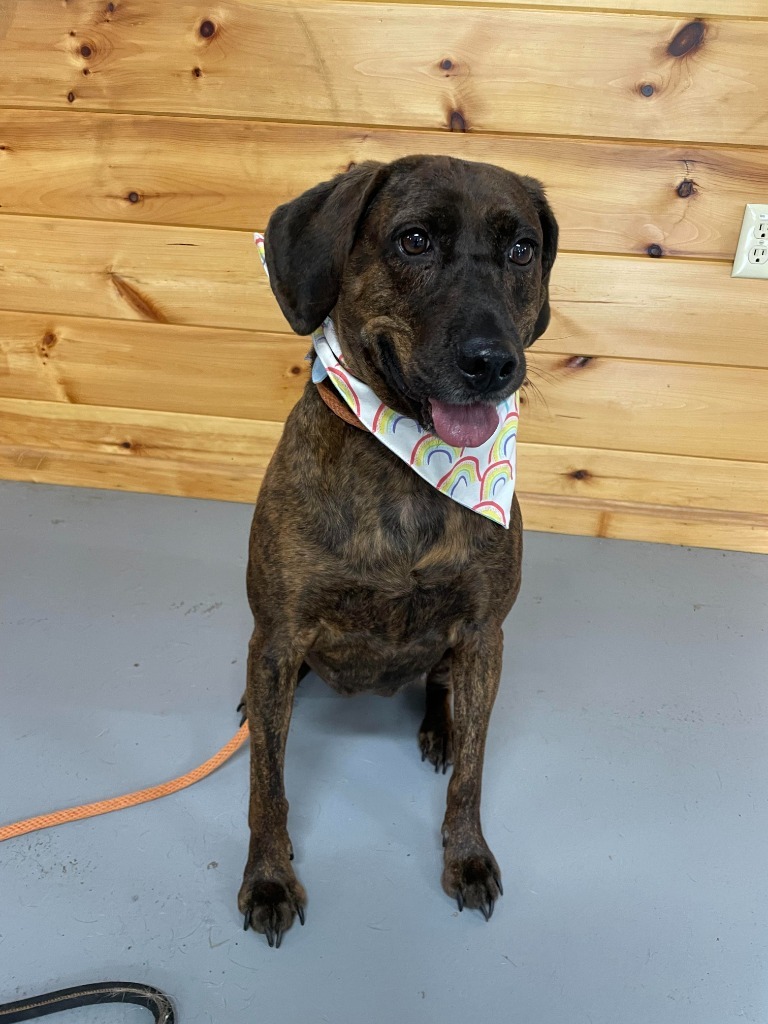 Town of Oyster Bay Animal Shelter Adopt Don't Shop