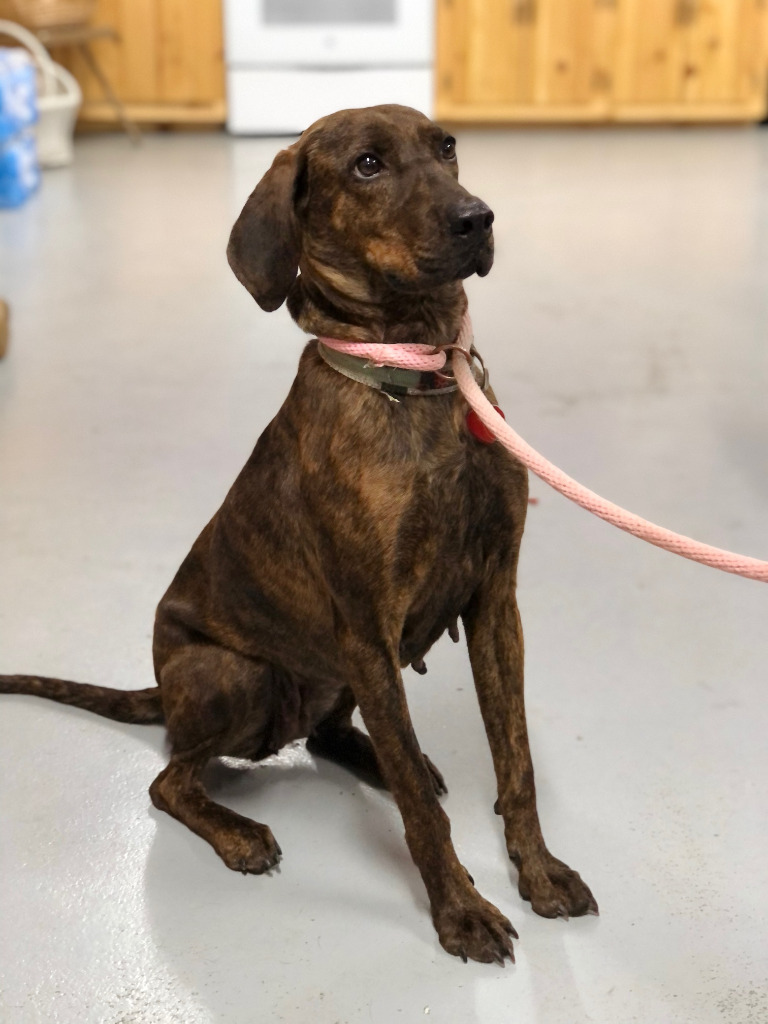 Town of Oyster Bay Animal Shelter Adopt Don't Shop