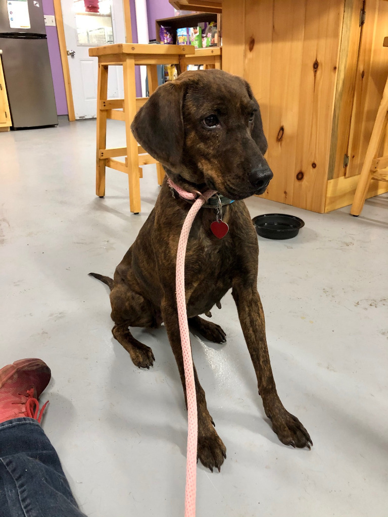 Town of Oyster Bay Animal Shelter Adopt Don't Shop