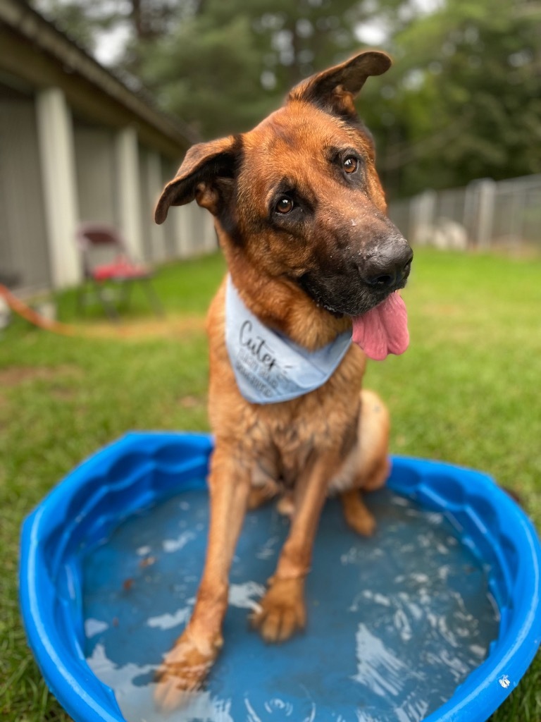 Town of Oyster Bay Animal Shelter Adopt Don't Shop