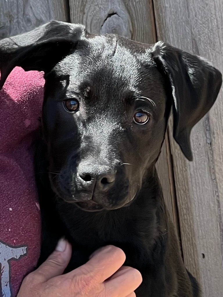 Zoey, an adoptable Labrador Retriever in Hastings, NE, 68901 | Photo Image 1