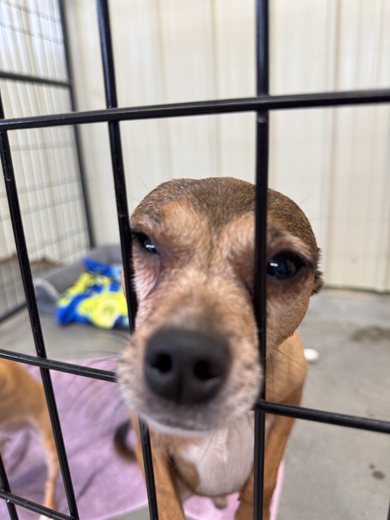 Ranger, an adoptable Chihuahua, Rat Terrier in Hastings, NE, 68901 | Photo Image 1