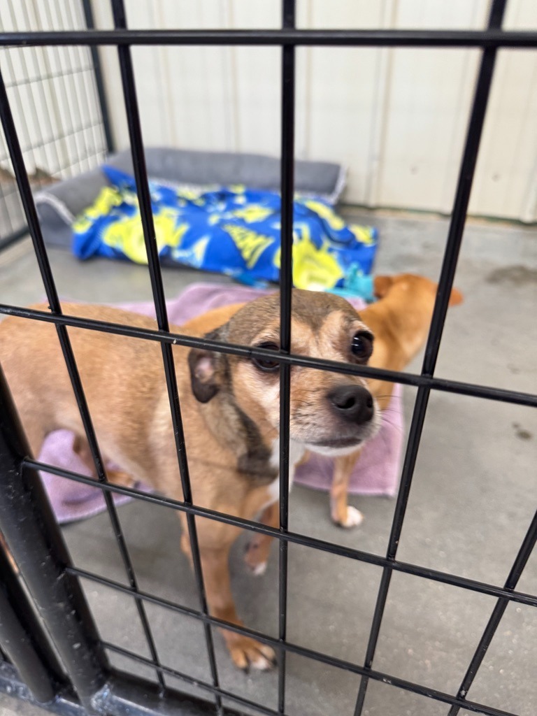Ranger, an adoptable Chihuahua, Rat Terrier in Hastings, NE, 68901 | Photo Image 2