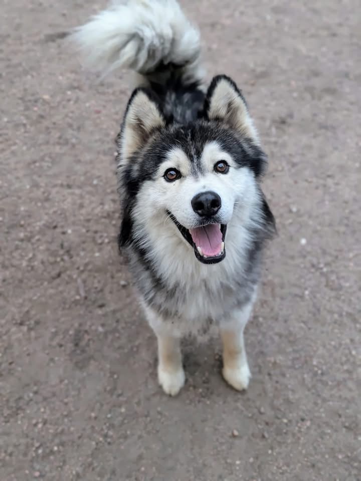 Bandit, an adoptable Husky in Hastings, NE, 68901 | Photo Image 1