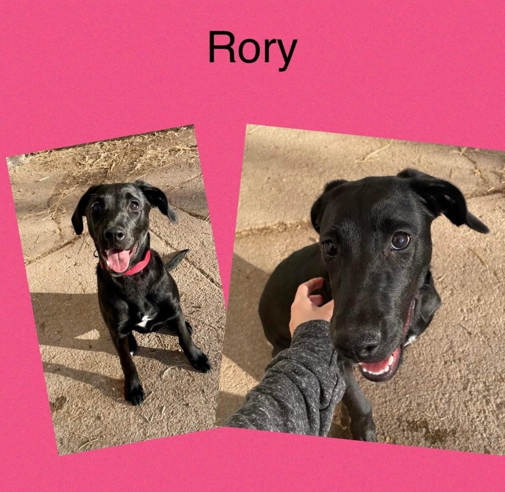 Rory, an adoptable Labrador Retriever in Hastings, NE, 68901 | Photo Image 1