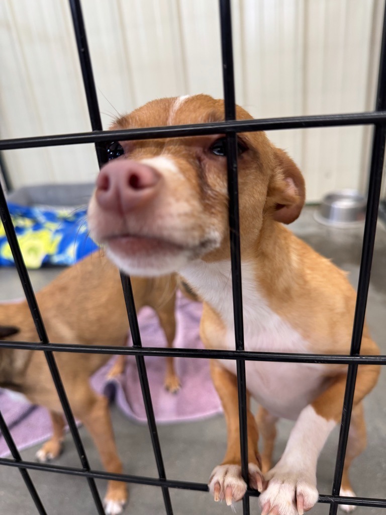 Elsa, an adoptable Chihuahua, Rat Terrier in Hastings, NE, 68901 | Photo Image 1