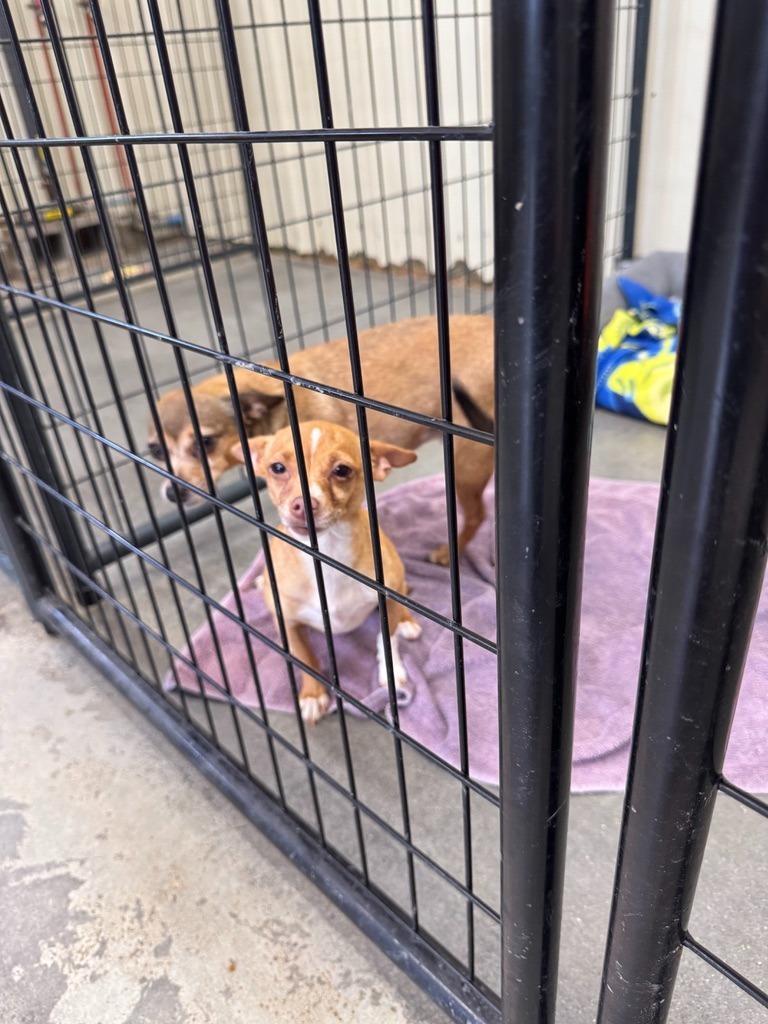 Elsa, an adoptable Chihuahua, Rat Terrier in Hastings, NE, 68901 | Photo Image 2