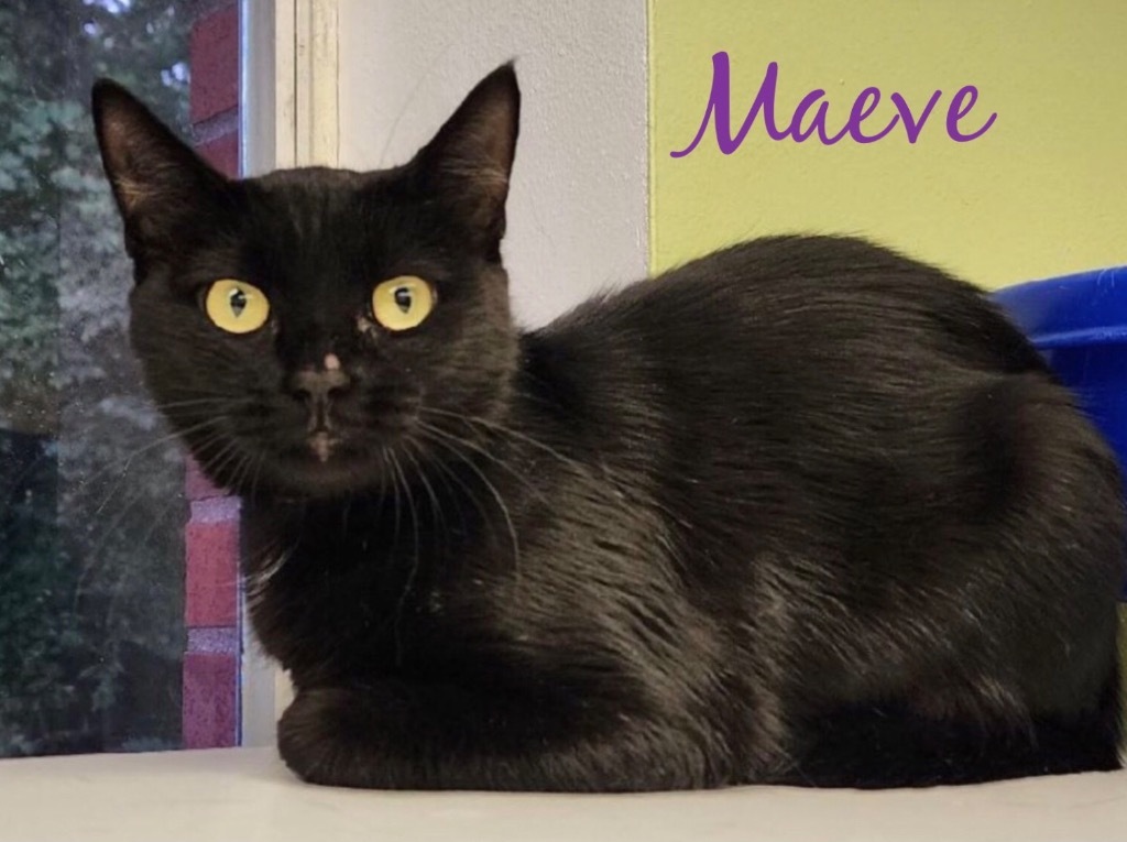 MAEVE, an adoptable Domestic Short Hair in Muskegon, MI, 49442 | Photo Image 6