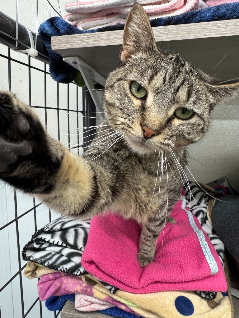 Alessa, an adoptable Domestic Short Hair in Hastings, NE, 68901 | Photo Image 1